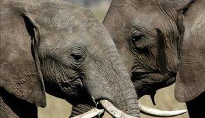 Južnoafriška republika znova dovoljuje lov na slone