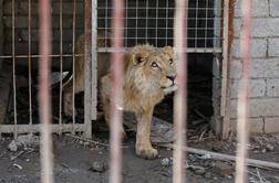 Pogrešane živali iz živalskega vrta v Nemčiji niso zapustile svojih ograd