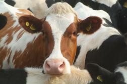 Vandranja željno bolgarsko kravo čaka žalosten konec