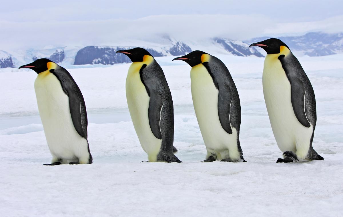 cesarski pingvin, pingvini | Cesarski pingvini zrastejo do več kot metra in so najjužnejša vrsta pingvinov. Po ocenah jih je v naravi trenutno še nekaj sto tisoč. | Foto Shutterstock