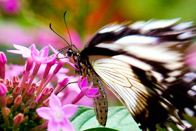 metulj, vrt | Foto Thinkstock
