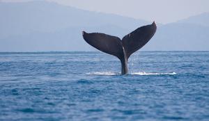 Japonska po 31 letih znova v lov na kite v komercialne namene