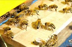 Minulo zimo 23-odstotni upad čebeljih družin