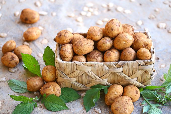 krompir vrt sajenje | Foto: 
