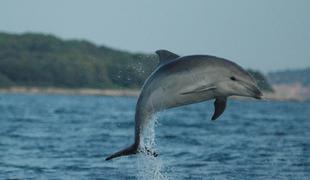 Kaj se dogaja s slovenskimi delfini?