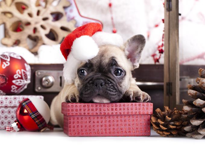 Božič, pes, darilo | Foto: Thinkstock