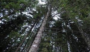 Radićeva napoveduje boljše čase za lesnopredelovalno industrijo