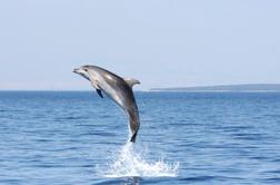 Zakaj Lošinj velja za otok delfinov?