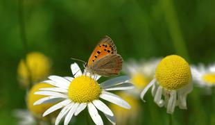 V nekaterih predelih Slovenije so metulji skoraj že izumrli