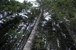 Radićeva napoveduje boljše čase za lesnopredelovalno industrijo