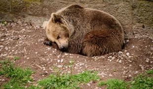 V Albaniji osvobodili zadnjega "medveda iz gostilne"