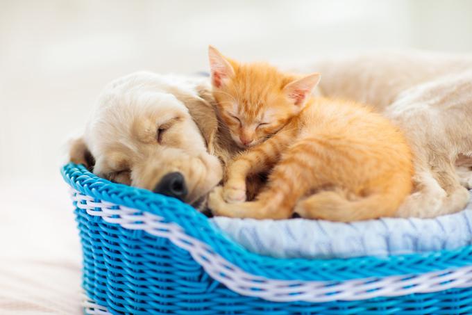 hišni ljubljenčki mačka maček | Foto: Shutterstock