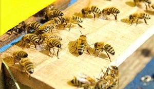 Minulo zimo 23-odstotni upad čebeljih družin