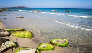 Bo letos morje cvetelo? Preverite, kako varne so alge.