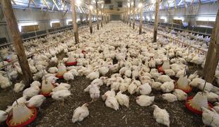 Ukrajinci z milijardno naložbo v piščančje farme na Hrvaškem