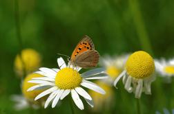 V nekaterih predelih Slovenije so metulji skoraj že izumrli