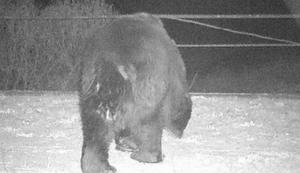 Medved po sto letih prihlačal v Černobil