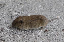 V Sloveniji porast mišje mrzlice, prvič tudi na Koroškem
