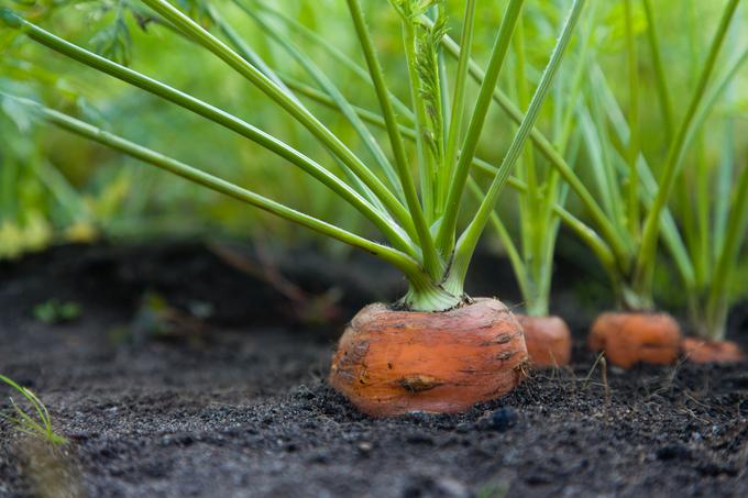 Korenje ne prenaša tal, pognojenih s hlevskim gnojem. To se kaže v razcepljenem korenu in večji prisotnosti talnih škodljivcev v takih tleh. | Foto: Thinkstock