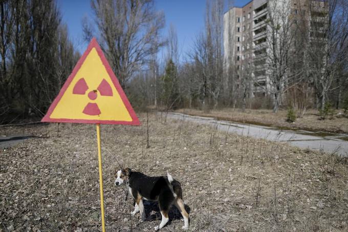 Na širšem černobilskem območju danes živi precej divjih živali. Narava si je po odhodu ljudi prisvojila mesto Pripjat. | Foto: Reuters