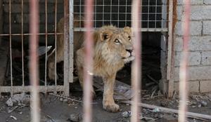 Pogrešane živali iz živalskega vrta v Nemčiji niso zapustile svojih ograd
