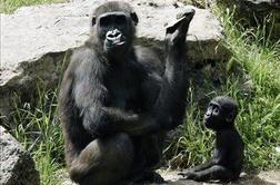 ZN: Leto 2009 bo "leto gorile"