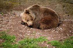 Nevladniki: Slovenija s tako obsežnim odstrelom medvedov krši zakonodajo