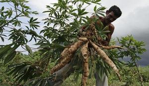 Manioka nič več hrana le za revne