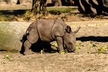 mladič nosoroga