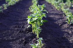 Začetek vrtnarske sezone: Priprava tal in izbira pravih semen