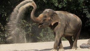 Ameriški živalski vrtovi bodo postavili prepreke med sloni in oskrbniki