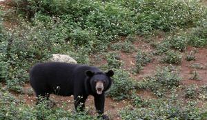 Policija poziva k previdnosti: v Lipoglavu opazili medveda
