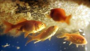 Japonci razvili prozorno zlato ribico