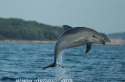 Kaj se dogaja s slovenskimi delfini?