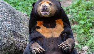 Namesto pravega medveda na ogled postavili človeka v kostumu? #video #foto