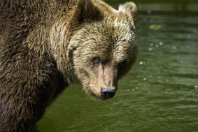 Rejec drobnice, ki ima rad zveri: V Sloveniji bi lahko bilo 5.000 medvedov, ampak ...