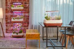 Zeleni kotiček v stanovanju: ideje za vertikalne vrtove