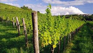 V veljavo stopa korenita reforma vinskega sektorja EU